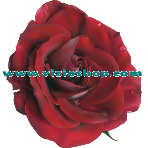 Rose Rose