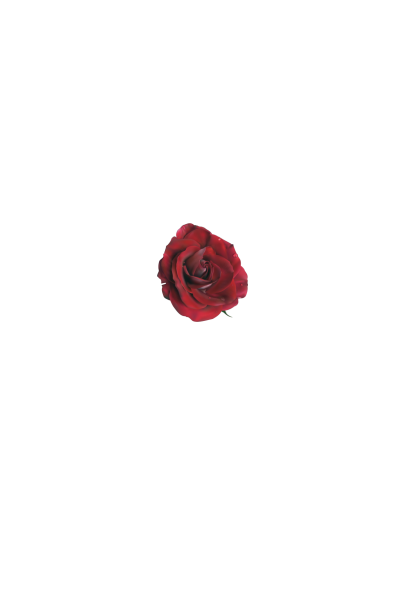 Rose Rose