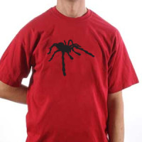  Spider