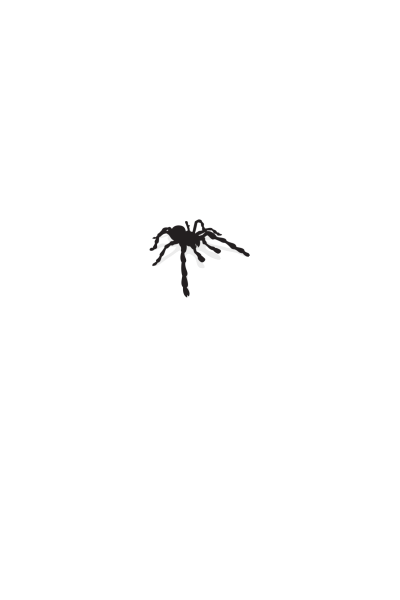 Spider Spider