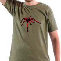  Spider
