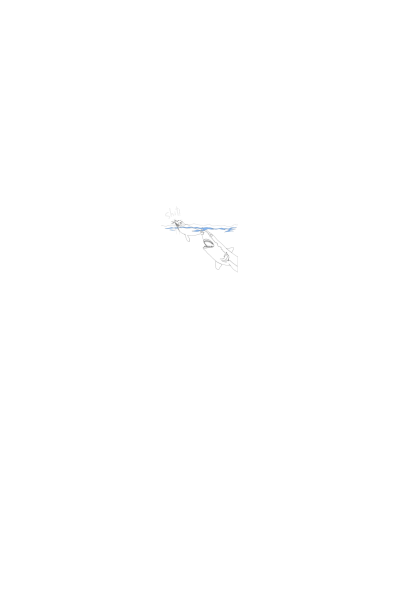 Ajkula