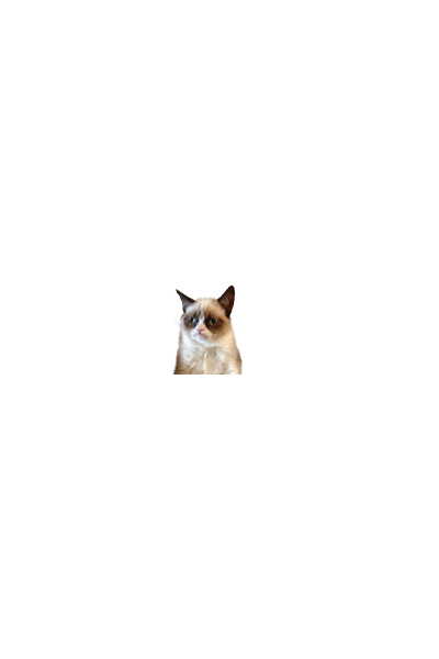Mrzovoljna mačka - Grumpy cat