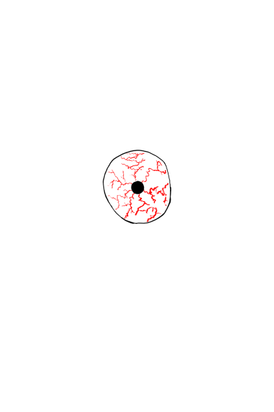 Oko
