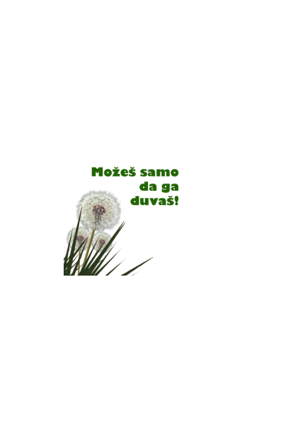 Maslačak možeš da ga duvaš