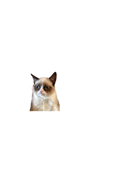 Mrzovoljna mačka - Grumpy cat