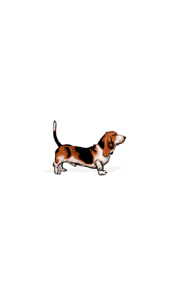 Basset