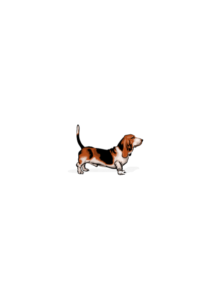 Basset